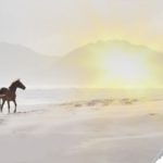 Das Leid der Pferde – Botschaft einer geprüften Seele