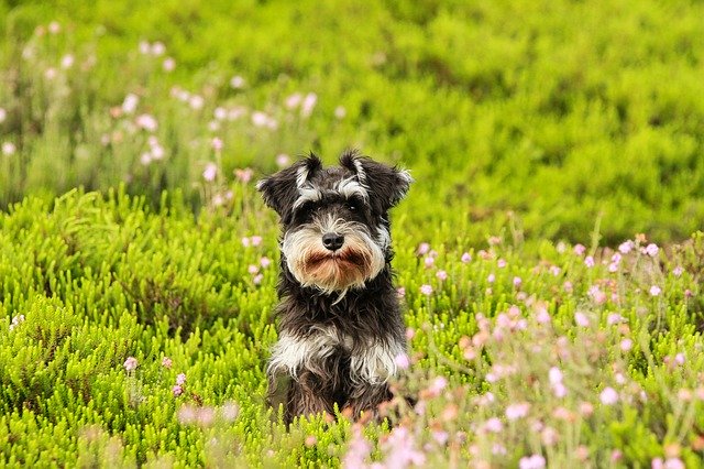 tiergespraech weisen hund