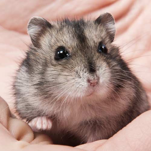 Tierkommunikation - Hamster