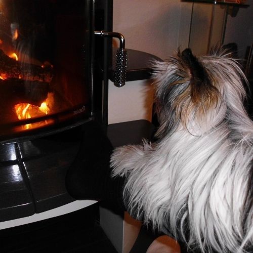 Hund im Abschied – Liebe und Loslassen in der Begleitung
