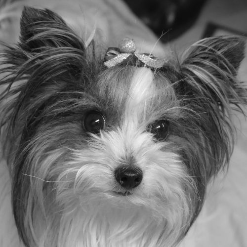 Hund am Lebensende – liebevolle Begleitung bis zum Schluss