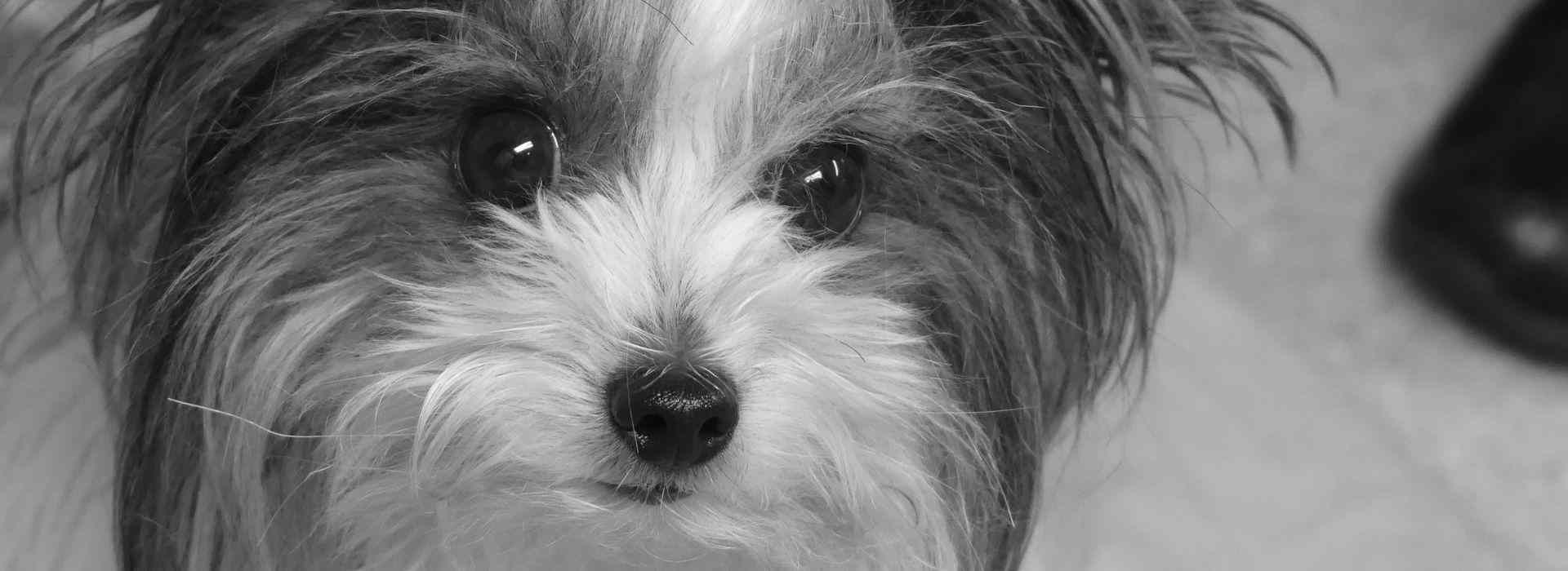 Hund in der Sterbebegleitung – letzte Lebenszeit mit Liebe und Achtsamkeit