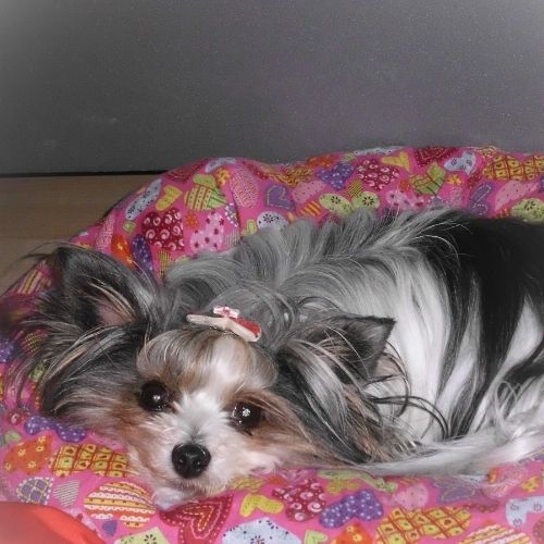 Heilung nach der OP – Hund in energetischer Begleitung zu Hause