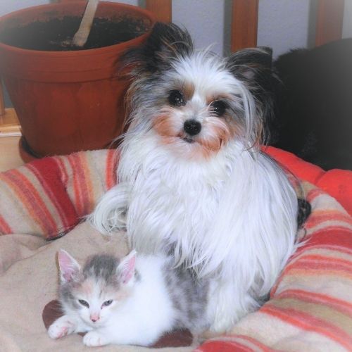 Hund nach der Operation – Ruhe, Vertrauen und Loslassen