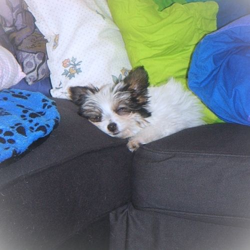 Energetische OP-Vorbereitung beim Hund – Tierkommunikation in der Klinik