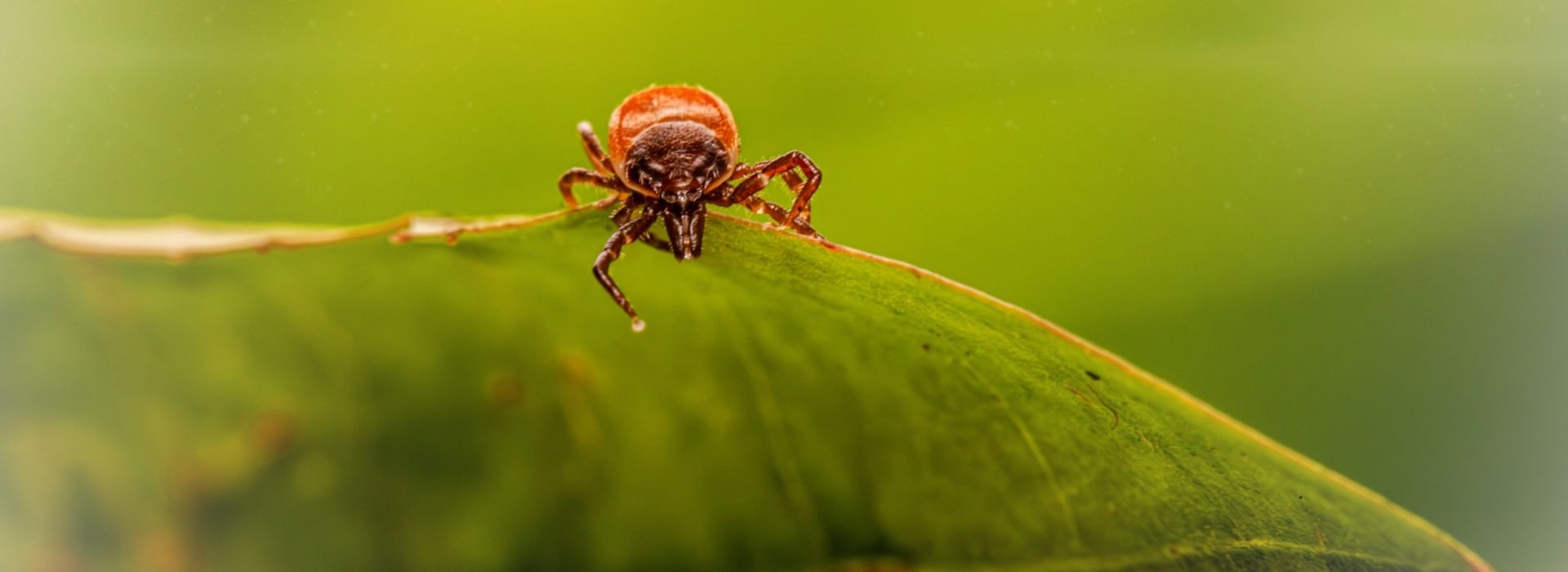 Zecke auf einem grünen Blatt, typischer Parasit bei Hunden und Katzen