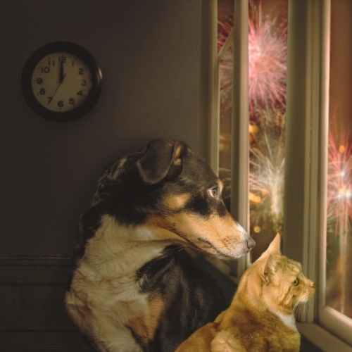 Hund und Katze schauen beim Feuerwerk aus dem Fenster – angespannte Stimmung an Silvester