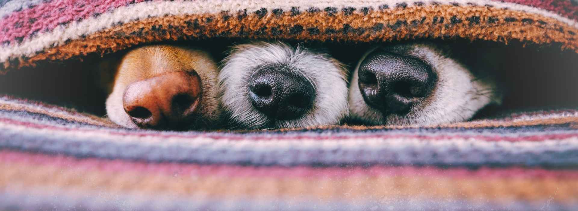 Haustiere unter Decke – drei Hundenasen als Symbol für Schutz und Rückzugsort bei Silvester