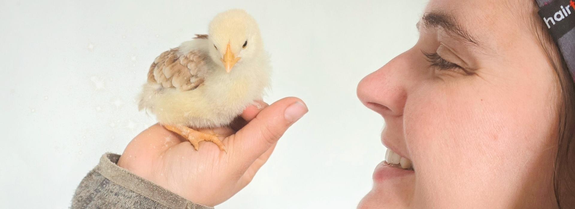 Küken sitzt ruhig und geschützt auf einer Hand als Symbol für Vertrauen und Sicherheit bei traumatisierten Tieren