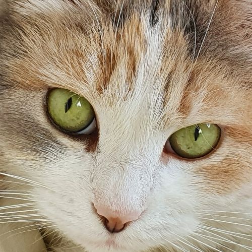 Katze blickt ruhig in die Kamera, darüber der Satz Ich bin jemand, nicht etwas.