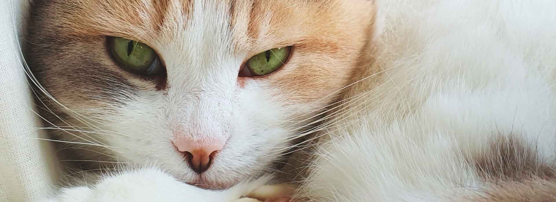 Nahaufnahme einer Katze mit grünen Augen, ruhig und aufmerksam, als Sinnbild für die tiefe Seele eines Tieres.