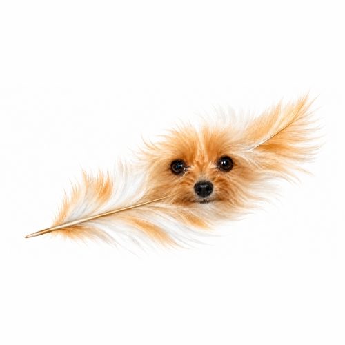 Feder mit dem Gesicht der Hündin Chloé als Symbol für ihr Buch über Tierkommunikation, Abschied und Sterbebegleitung.